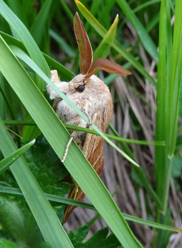 maschio di Macrothylacia rubi - Lasiocampidae